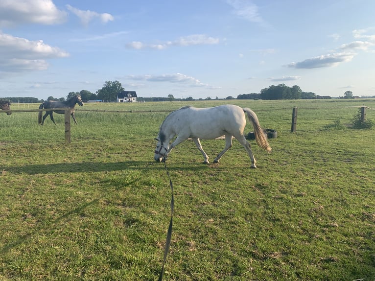 Konik Yegua 11 años 135 cm Tordo in W&#x119;dzina