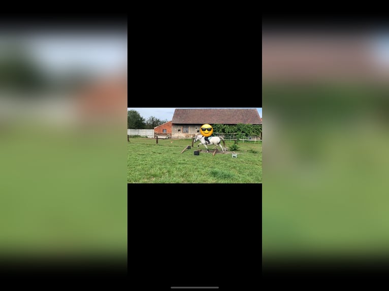 Konik Yegua 11 años 135 cm Tordo in W&#x119;dzina