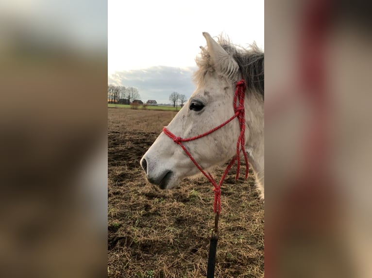 Konik Yegua 11 años 135 cm Tordo in W&#x119;dzina