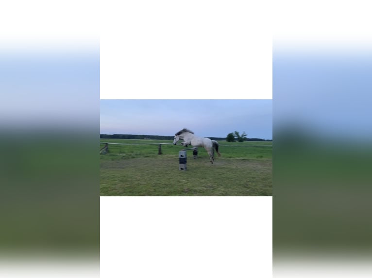 Konik Yegua 11 años 135 cm Tordo in W&#x119;dzina