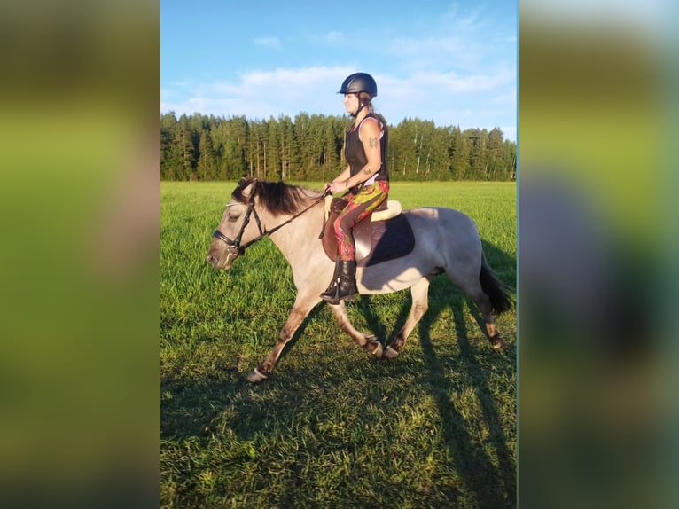 Konik Yegua 11 años 150 cm Tordo in M&#x101;rciena