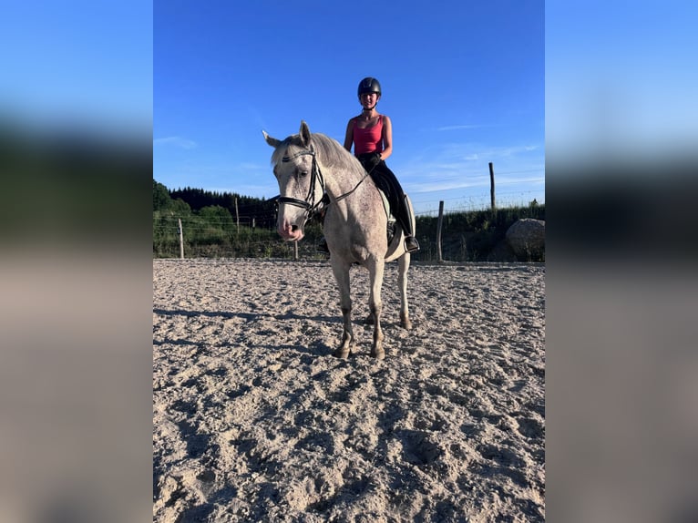 Konik Yegua 12 años 170 cm Tordo in Kronegg