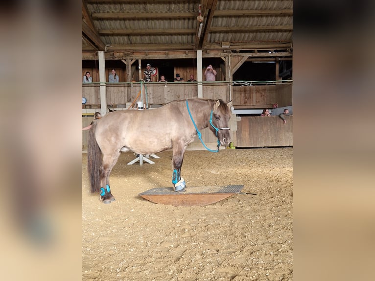 Konik Yegua 13 años 135 cm Bayo in Driedorf