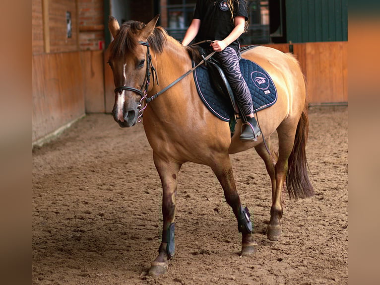 Konik Yegua 13 años 135 cm in Biała