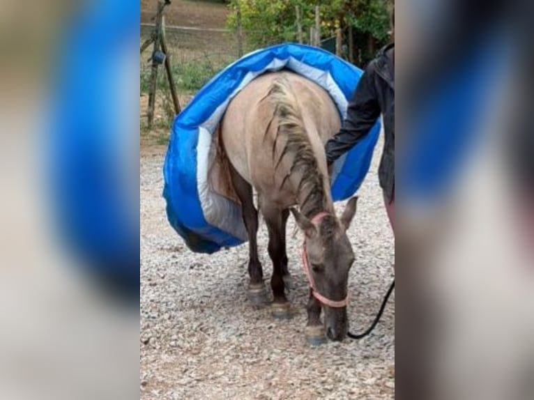 Konik Yegua 1 año 140 cm Grullo in Altenglan