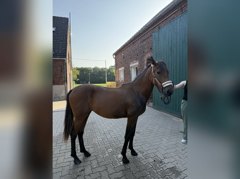 Konik Mestizo Yegua 1 año 142 cm Morcillo in Neukirchen-Vluyn