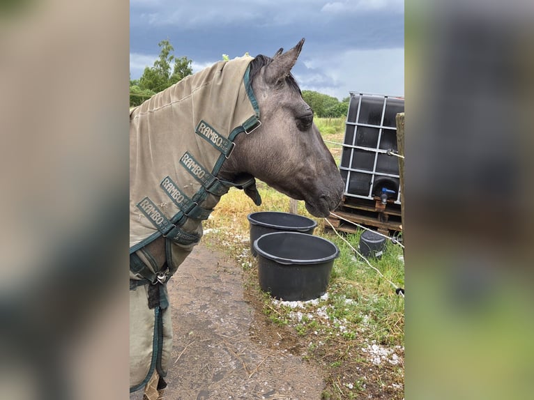 Konik Yegua 20 años 136 cm  in Hückelhoven