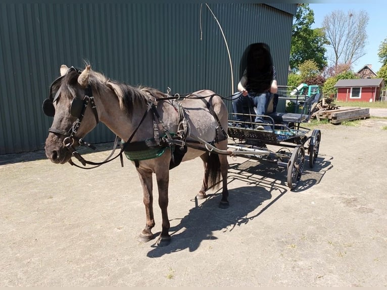 Konik Yegua 23 años 125 cm Bayo in Bremerv&#xF6;rde