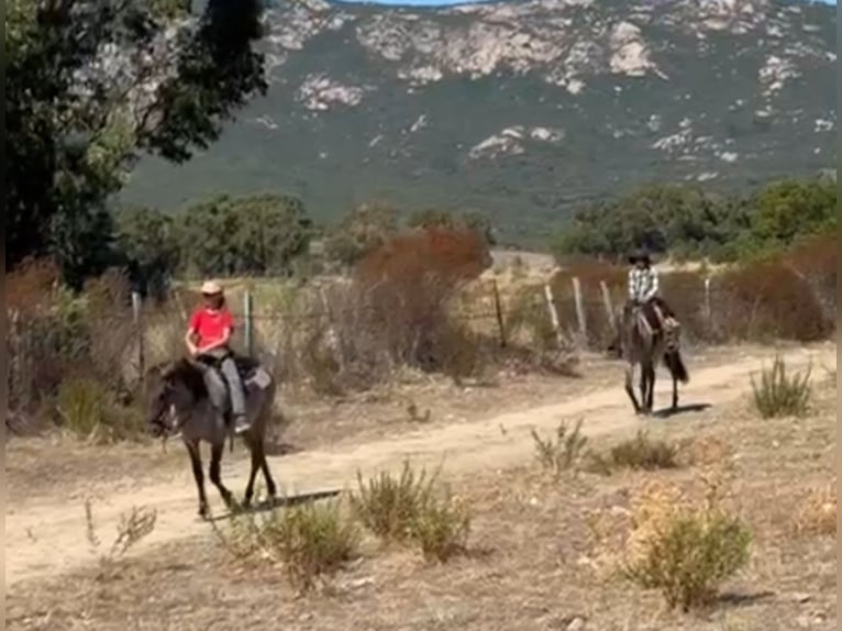 Konik Yegua 2 años 135 cm Grullo in Calenzana