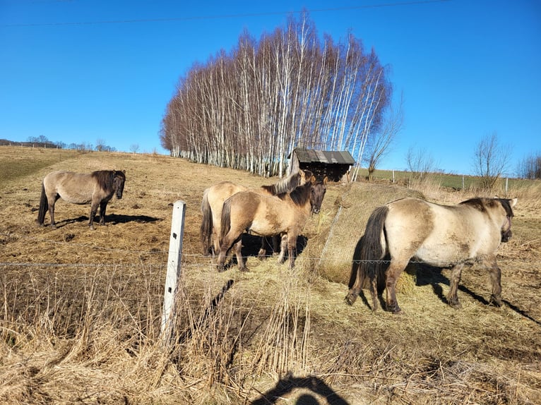 Konik Yegua 2 años 140 cm Tordo in Zgorzelec