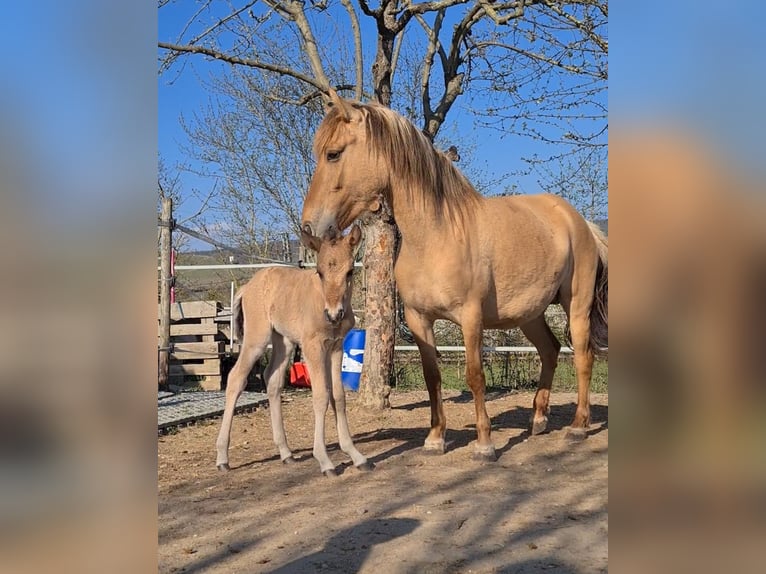 Konik Mestizo Yegua 3 años 130 cm Bayo in Schlangenbad