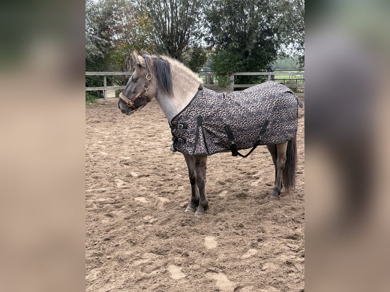 Konik Yegua 3 años 133 cm Grullo in Dordrecht