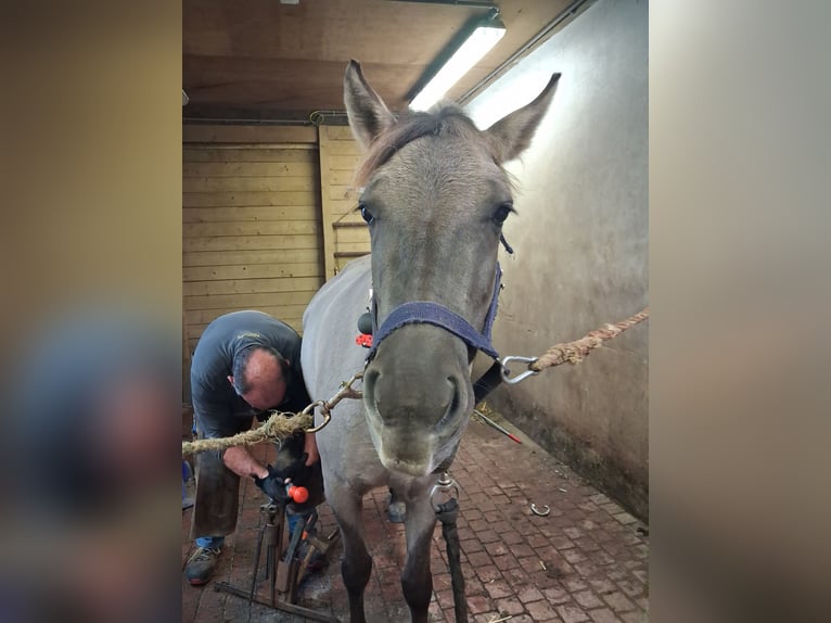 Konik Yegua 3 años 134 cm Bayo in Kaulille