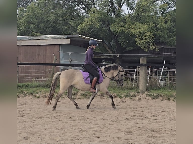Konik Mestizo Yegua 4 años 129 cm Bayo in Mülheim an der Ruhr