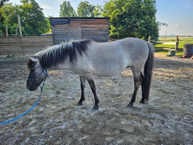 Konik Yegua 4 años 134 cm Bayo in Bad Krozingen