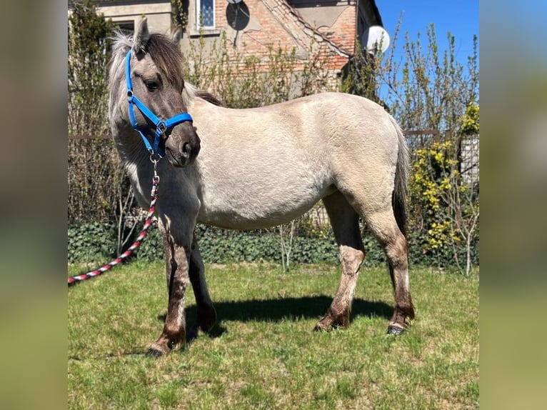 Konik Yegua 4 años 135 cm Bayo in Görlitz