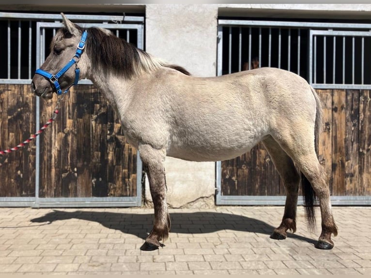 Konik Yegua 4 años 135 cm Bayo in Görlitz