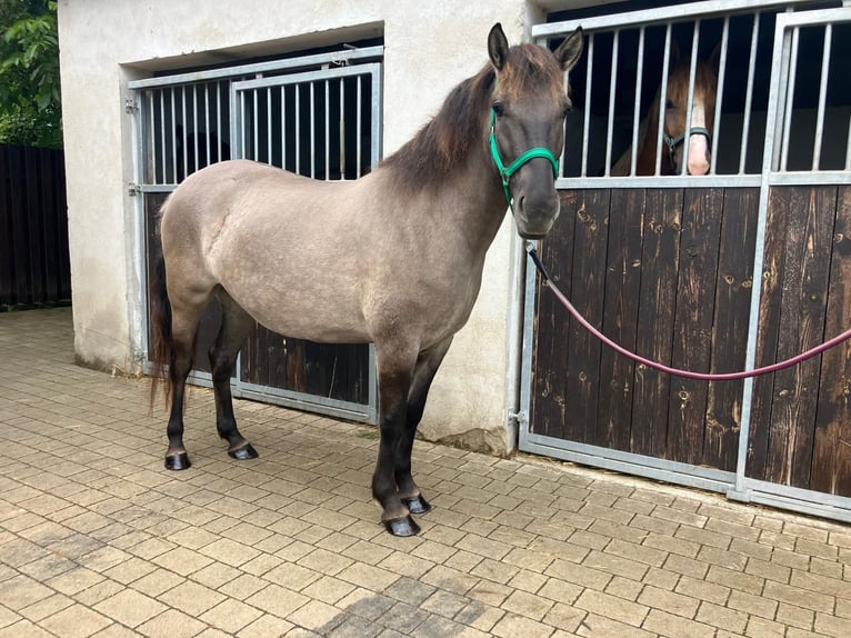 Konik Yegua 4 años 143 cm Red Dun/Cervuno in G&#xF6;rlitz