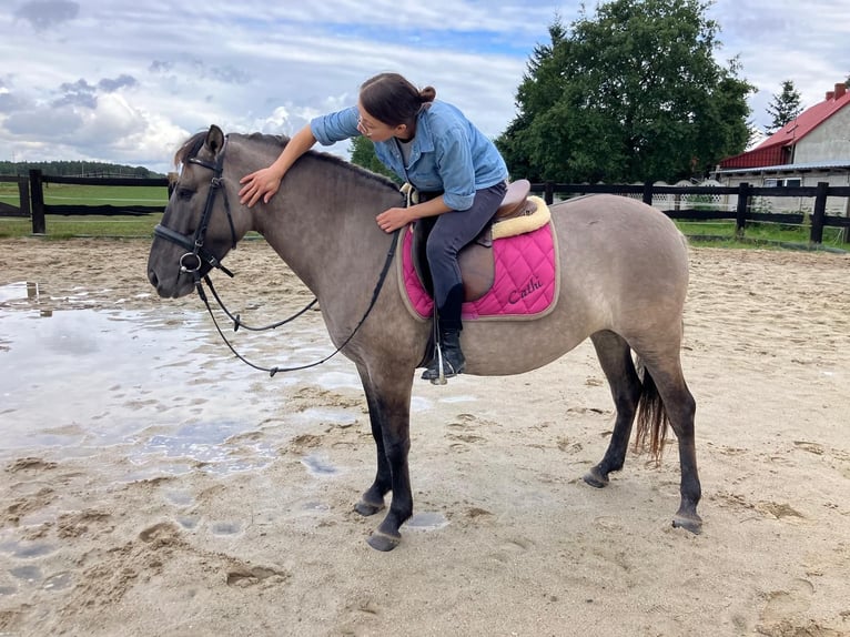 Konik Yegua 4 años 143 cm Red Dun/Cervuno in G&#xF6;rlitz