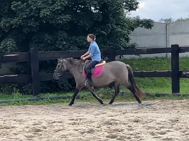 Konik Yegua 4 años 143 cm Red Dun/Cervuno in G&#xF6;rlitz