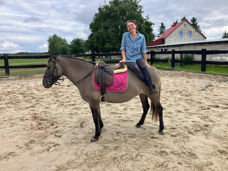 Konik Yegua 4 años 143 cm Red Dun/Cervuno in G&#xF6;rlitz