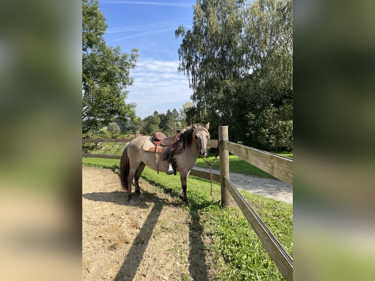 Konik Yegua 5 años 135 cm Grullo in Aichach