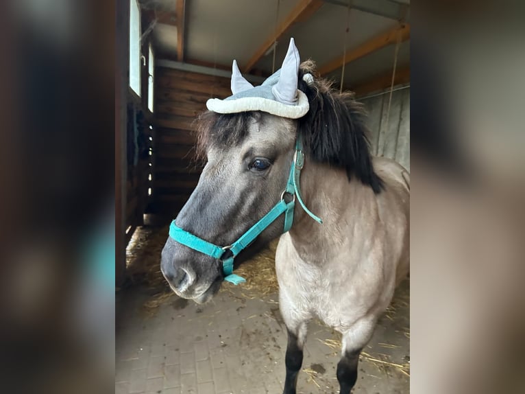 Konik Yegua 5 años 140 cm Bayo in Lutherstadt Eisleben