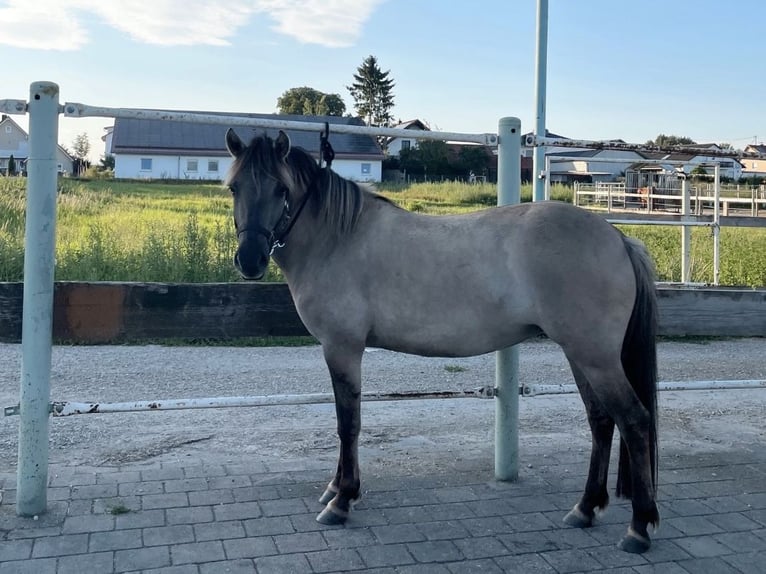 Konik Yegua 5 años 140 cm Grullo in Aichach