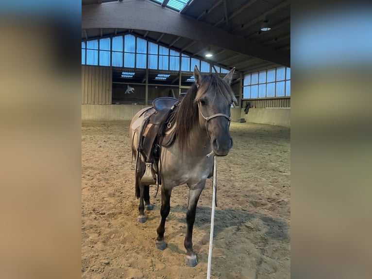 Konik Yegua 5 años 140 cm Grullo in Aichach