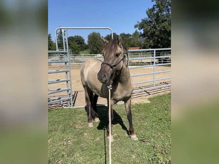 Konik Yegua 5 años 140 cm Grullo in Aichach