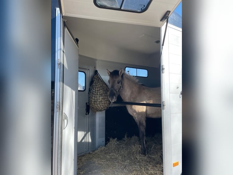 Konik Yegua 5 años 140 cm Grullo in Aichach