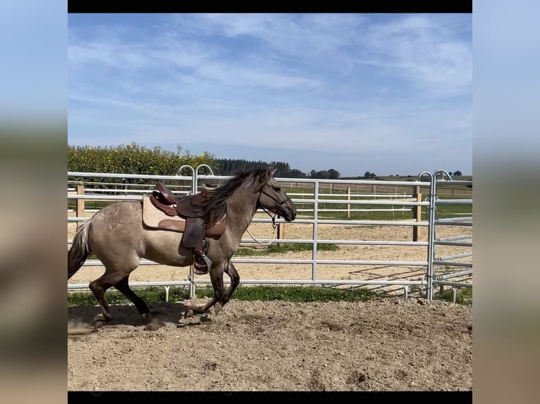 Konik Yegua 5 años 140 cm Grullo in Aichach