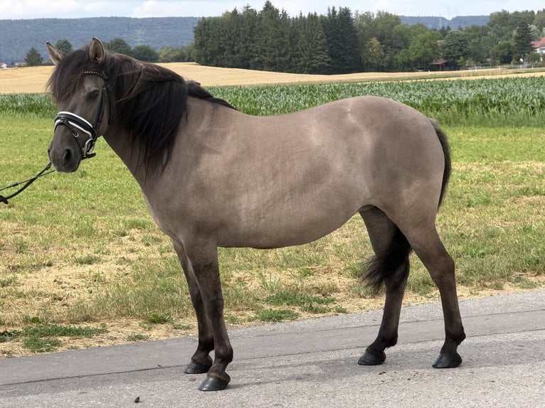 Konik Mestizo Yegua 6 años 133 cm Bayo in Riedlingen