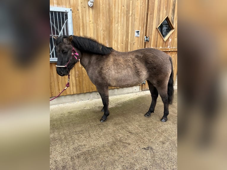 Konik Yegua 6 años 135 cm Bayo in Eggermühlen