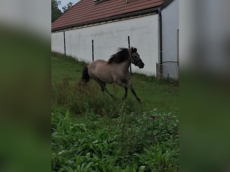 Konik Yegua 6 años 138 cm Bayo in Langmannersdorf