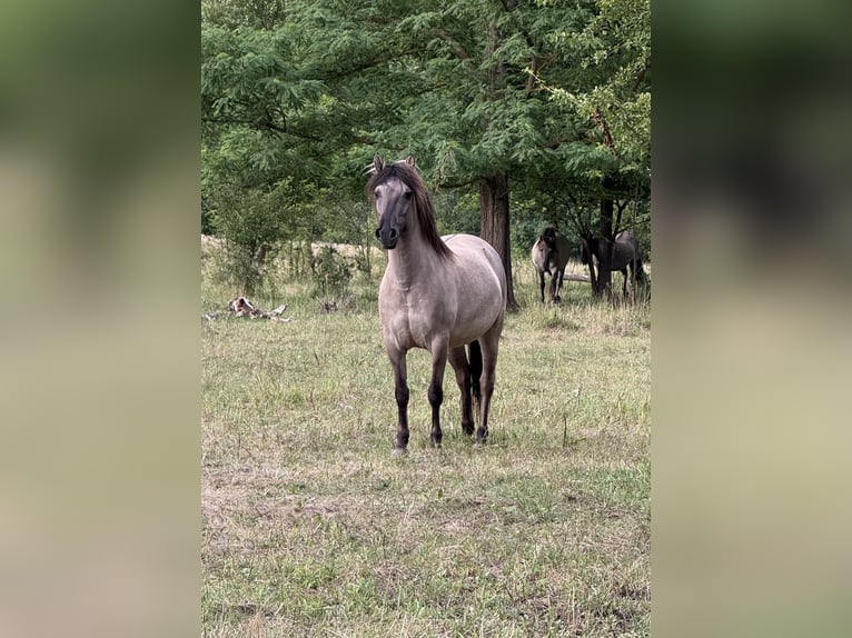 Konik Yegua 6 años 140 cm Grullo in Langenlois