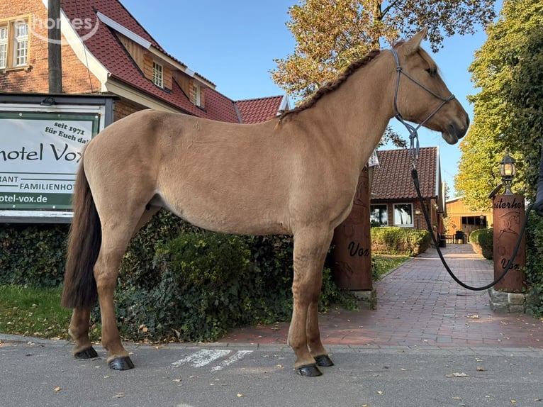 Konik Yegua 6 años 145 cm Bayo in Eggermühlen