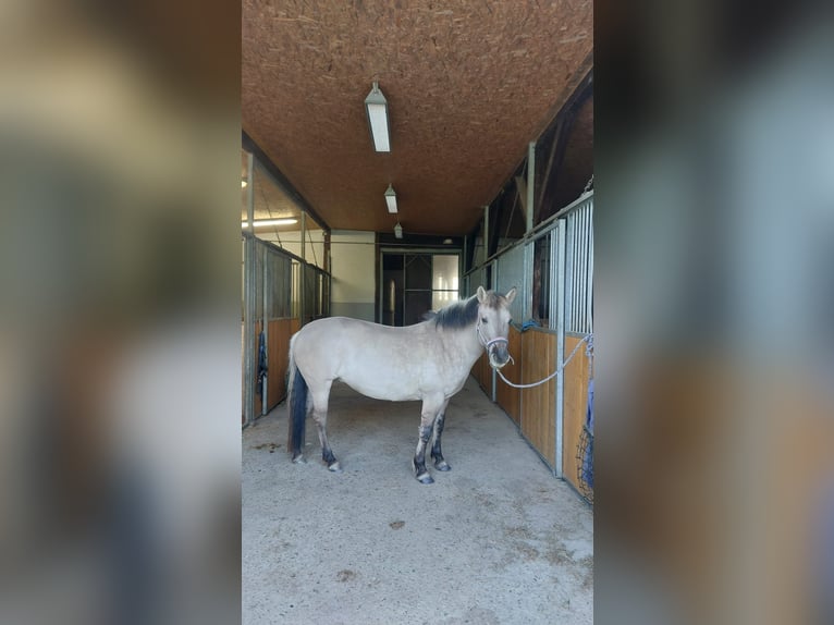 Konik Yegua 7 años 138 cm Bayo in Wermelskirchen