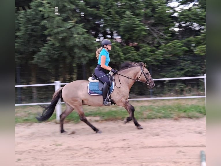 Konik Yegua 7 años 145 cm Bayo in Forst