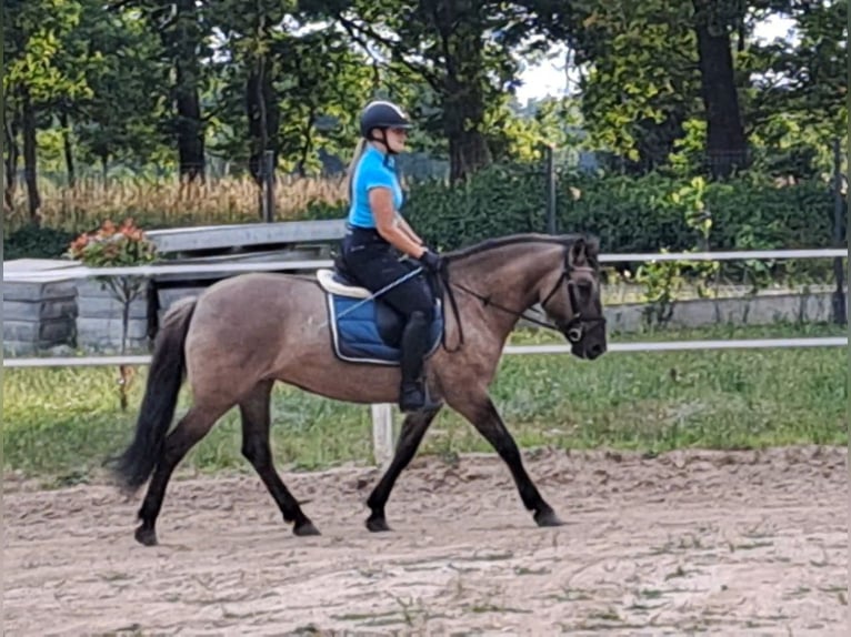 Konik Yegua 7 años 145 cm Bayo in Forst
