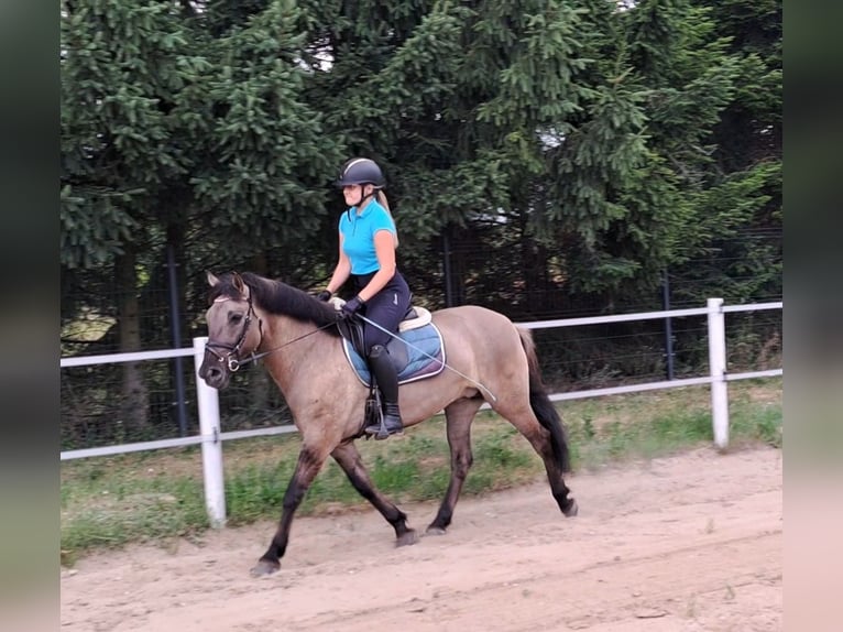 Konik Yegua 7 años 145 cm Bayo in Forst