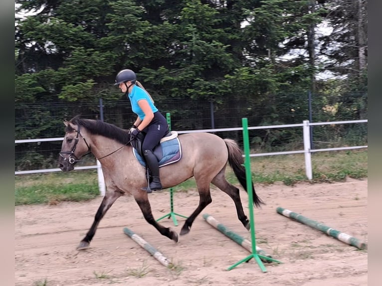Konik Yegua 7 años 145 cm Bayo in Forst