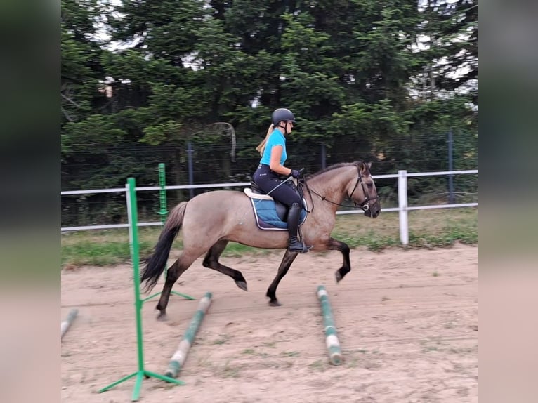 Konik Yegua 7 años 145 cm Bayo in Forst