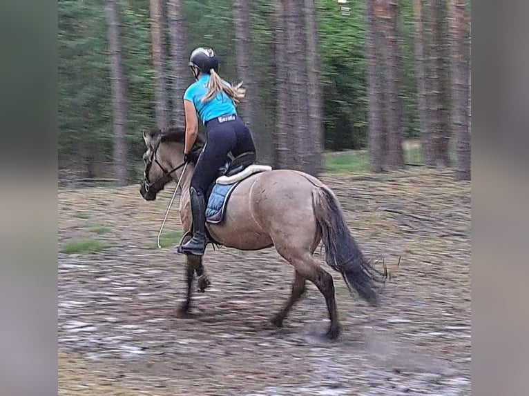 Konik Yegua 7 años 145 cm Bayo in Forst