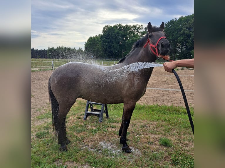 Konik Yegua 7 años 145 cm Bayo in Forst