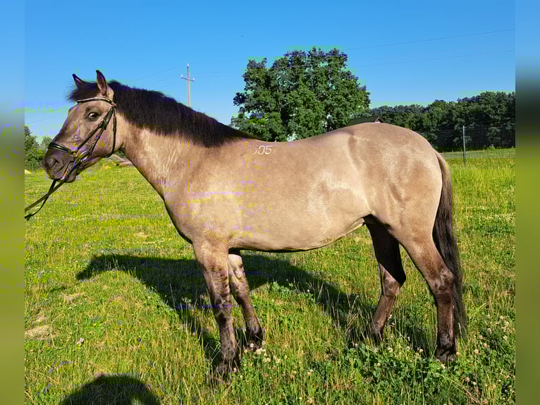 Konik Yegua 7 años 145 cm Bayo in Forst