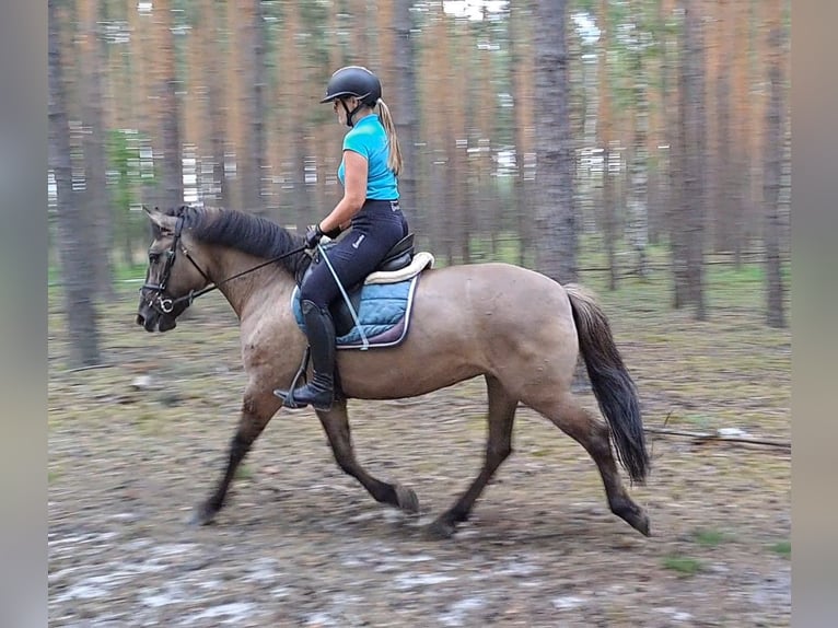 Konik Yegua 7 años 145 cm Bayo in Forst