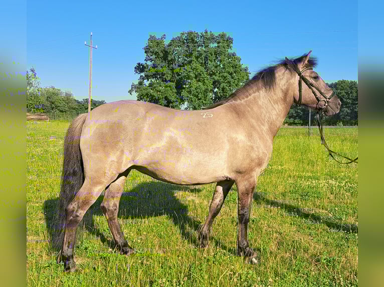 Konik Yegua 7 años 145 cm Bayo in Forst