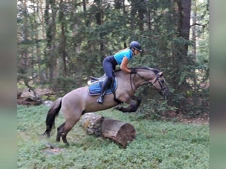 Konik Yegua 7 años 145 cm Bayo in Forst