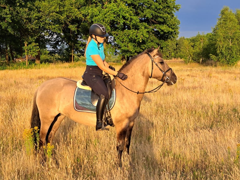 Konik Yegua 7 años 145 cm Bayo in Forst